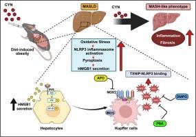 Peroxynitrite is key to Cylindrospermopsin-mediated MASLD to MASH progression via triggering TXNIP binding to NLRP3 and subsequent inflammasome activation