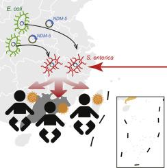 Emergence of carbapenem-resistant XDR Salmonella enterica in paediatric patients in South China: A genomic perspective study