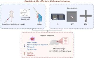 Assessment of Gentisic acid's protective effects on scopolamine-induced Alzheimer’s disease in male mice