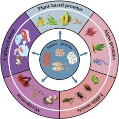Alternative protein sources and healthy skeletal muscle aging: A narrative review