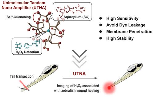 Unimolecular Tandem Nano-Amplifiers for Imaging Signaling Molecules during Wound Healing in Zebrafish