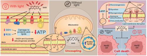 Beyond phototoxicity: The dark side of new methylene blue on mitochondrial and cellular bioenergetics