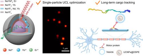 808 nm-excited upconversion single-particle imaging for long-term tracking of cargo transport in live neurons
