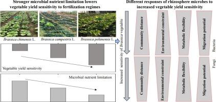 Strong nutrient limitation of rhizosphere microorganisms lowers vegetable yield sensitivity to fertilization regimes