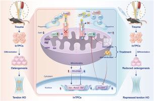 Targeting ANT1 to regulate PINK1/Parkin-mediated mitophagy is an effective treatment of trauma-induced tendon heterotopic ossification