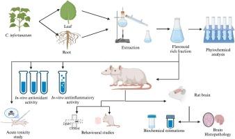 Antioxidant, anti-inflammatory, and nootropic activities in flavonoid-rich fractions derived from Clerodendrum infortunatum leaf and root extracts: A comparative analysis
