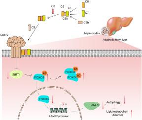 Membrane attack complex impairs hepatocyte autophagy in alcohol-related liver disease by regulating the SIRT1-FOXO3 signaling