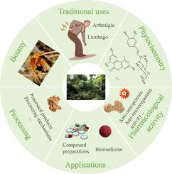 Botany, traditional uses, phytochemistry, pharmacology, processing, and applications of Cibotium barometz (L.) J. Sm.: A review