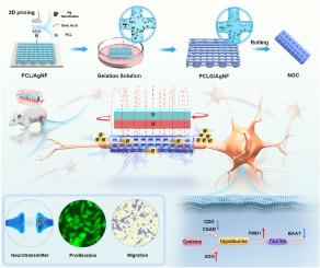 Autograft-matching wireless bioelectronic conduits: Magneto-electric coupling enabled taurine metabolism activation for peripheral nerve repair
