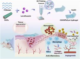3D printing of chitosan hydrogel reinforced with tubular nanoclay for hemostasis and infected wound healing