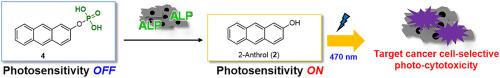 An alkaline phosphatase-activatable photosensitizer based on 2-anthrol for selective targeting of cancer cells