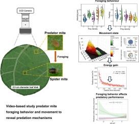 Relationship between foraging behavior and predatory gain of Neoseiulus bicaudus under different prey densities