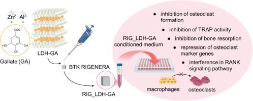 Gallic acid released by a layered double hydroxide-coated scaffold of hydroxyapatite and β-tricalcium phosphate inhibits the osteoclast formation In Vitro