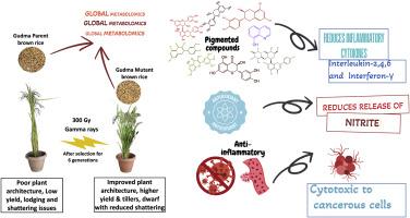 A metabolomics-guided mutation breeding approach for enhancing agronomic traits and preserving phytochemical properties in gudma pigmented rice