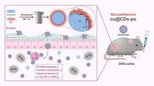 Synergistic Amino and Hydroxyl Groups That Enhance SOD-Like Activity in Curcumin Carbon Dots for Improved Colitis Treatment