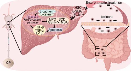 Exogenous Low-Molecular-Weight Collagen Bioactive Peptides Alleviate Cholestatic Liver Fibrosis in Mice by Modulating CAMs to Inhibit Wnt/β-Catenin Signaling and Restoring Gut Microbiota Homeostasis
