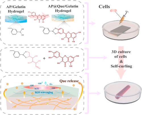 Glucose-Responsive Self-Rolling Antioxidant Hydrogel Actuators for a Cell Culture Platform