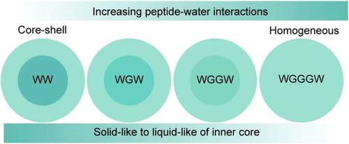 Water Dynamics in the Formation of Single-Component-Based Multiphasic Droplets