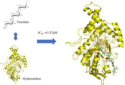 Molecular Insight into the Inhibitory Effect of Sulfated Polysaccharide Fucoidan on Hyaluronidase Activity