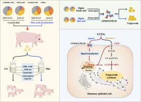 Oleic acid-enriched diet improves maternal lactation performance and neonatal growth through GPR40 and GPR120 signaling pathways