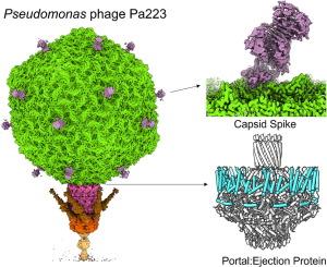 High-resolution Cryo-EM Analysis of the Therapeutic Pseudomonas Phage Pa223