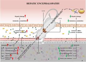 Fisetin ameliorates neurobehavioral deficits in bile duct ligated rat model by restoring spine density and memory gene expression