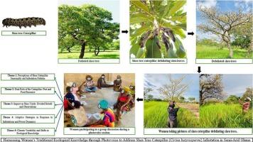 Harnessing women's traditional ecological knowledge through photovoice to address shea tree caterpillar (Cirina butyrospermi) infestation in semi-arid Ghana