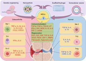 Immunoregulatory orchestrations in osteoarthritis and mesenchymal stromal cells for therapy