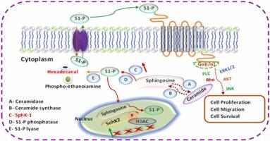 Utilizing a combined approach of machine learning and structure-based drug design principles to identify potential hits targeting SphK1