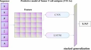 LYnet: Computational identification of tumor T cell antigens using convolutional and recurrent neural networks
