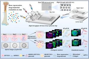 High-throughput microfluidic generation of self-assembled, uniform 3D vascularized and mineralized bone organoids without matrix biomaterials