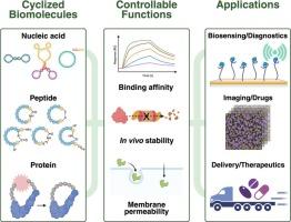 Engineering cyclized biomolecules for advanced diagnostic and therapeutic applications
