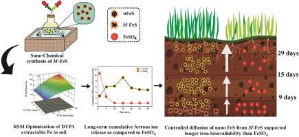 Iron sulfide nano-meerschaum composite (M-FeS) prolonged the release of bioavailable iron: Optimising accessibility, release kinetics and uptake in direct seeded rice under alkaline stress