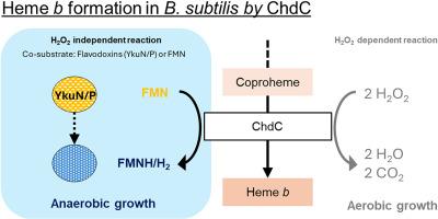 Coproheme decarboxylase from Bacillus subtilis is required for bacterial growth and heme b biosynthesis under anaerobic conditions
