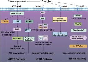 Multi-target renal protection in AKI: Exercise-mediated coordination of AMPK energy homeostasis, mTOR autophagy regulation, and NF-κB inflammatory control