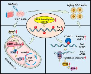 The m6A modification-mediated upregulation of ETS2 translation drives arsenic-induced spermatogonial senescence