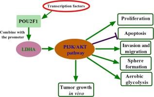 POU2F1 facilitates the malignant phenotypes and aerobic glycolysis of pituitary adenoma by activating LDHA transcription