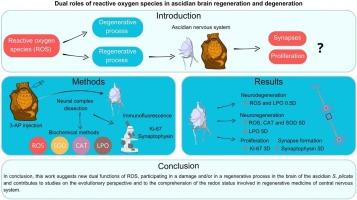 Dual roles of reactive oxygen species in ascidian brain regeneration and degeneration