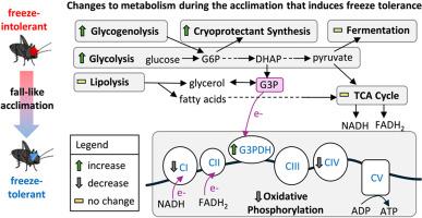 Fall-like acclimation alters mitochondrial function and substrate use in freeze-tolerant crickets
