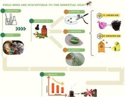 Toxicity of the essential oils of Eugenia uniflora and Pogostemon cablin on field bees of Africanized Apis mellifera L., 1758 (Hymenoptera: Apidae)