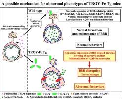 Breakdown of blood–brain barrier, astrocytic endfeet swelling, and abnormal behaviors by blockade of TROY signaling in TROY-Fc transgenic mice