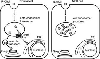 A fluorescent cholesterol analog, R-Chol, mimics the dynamics of free cholesterol in live cells