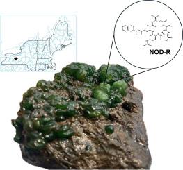 First report of nodularin production by Nostochopsis sp. in a temperate eutrophic lake