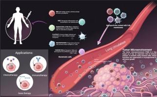 Cell membrane-engineered nanoparticles: A bionic platform for targeted cancer therapy