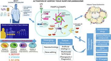 Adipose tissue NLRP3 inflammasome: a therapeutic target in obesity and type 2 diabetes mellitus