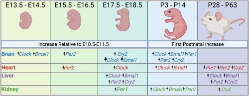 The ontogeny of circadian clock gene expression during mouse fetal development
