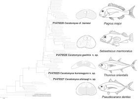 Morphological and molecular characterization of four Ceratomyxa species parasitizing marine fish in Japan including descriptions of three new species