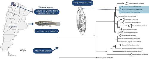 First report of Saccocoelioides nanii (Digenea: Haploporidae) infecting an extremophile host, Jenynsia sulfurica (Cyprinodontiformes: Anablepidae)