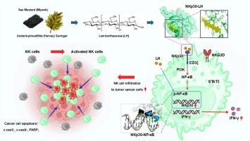Laminarihexaose of U. Pinnatifida (Harvey) Suringar exerts anticancer effects by activating natural killer cells