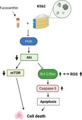 Antioxidant and antiproliferative potential activity of the marine carotenoid fucoxanthin in the treatment of chronic blood cancer